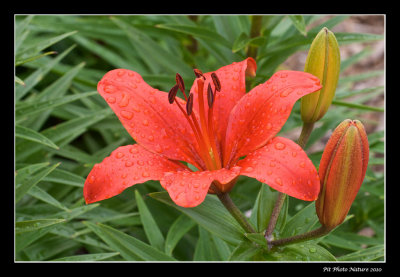 Lis - Lily (Lilium Crimson Pixie)