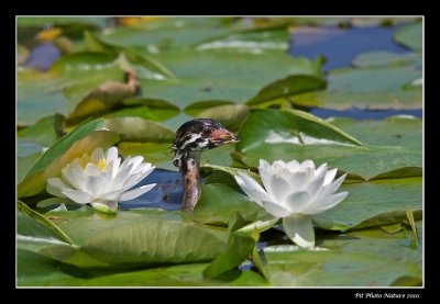 Grbe  bec bigarr - Pied-billed Grebe