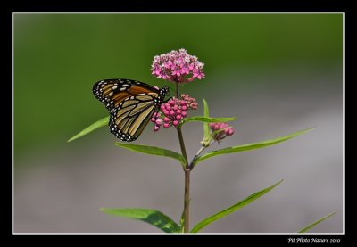 Monarque / Monarch (Danaus plexippus)