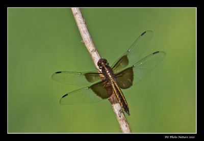 Libellula luctuosa - Widow skimmer female (Libellule mlancolique)