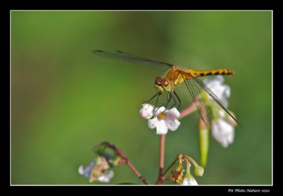 Symptrum  dos roux / Ruby Meadowhawk female (Sympetrum rubicundulum)