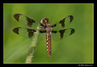 Libellula pulchella - Twelve-spotted skimmer female (Libellule gracieuse)