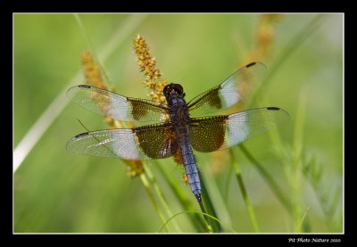 Libellula luctuosa - Widow skimmer male (Libellule mlancolique)