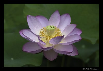 Lotus dOrient / Lotus Flower (Nelumbo nucifera)