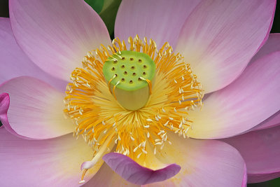 Lotus d'Orient / Lotus Flower (Nelumbo nucifera)