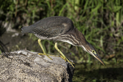 Hron vert - Green Heron (juvenile)