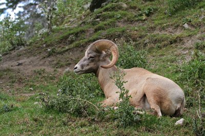 Mouflon d'Amrique