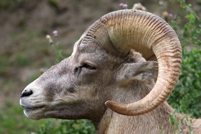 Mouflon d'Amrique