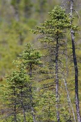 pinette noire - Black Spruce