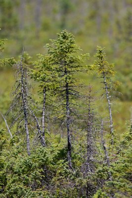 Épinette noire - Black Spruce