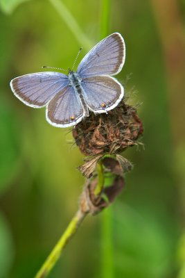 Bleu porte-queue de l'est - Eastern tailed blue (male)