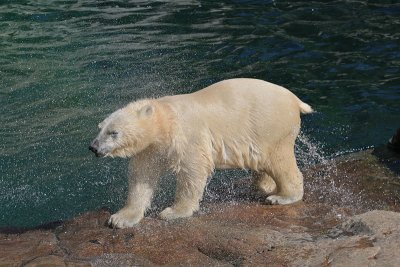 Zoo de Saint-Flicien