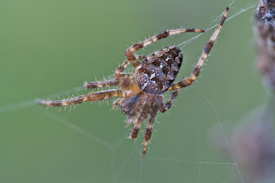 peire diadme - Garden spider (Araneus diadematus)