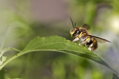 Anthidie  manchettes - Wool Carder Bee (Anthidium manicatum)