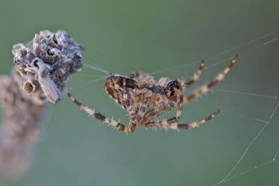 peire diadme - Garden spider (Araneus diadematus)