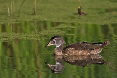 Canard branchu - Wood Duck (juvenile)