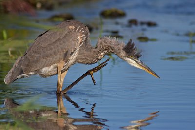 Grand Hron - Great Blue Heron