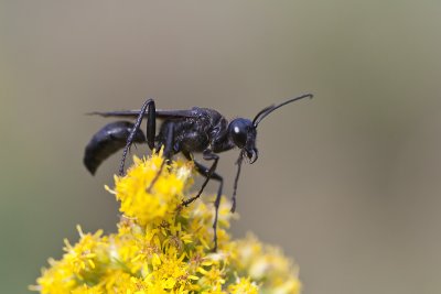 Grand sphex noir - Great Black Wasp (Sphex pennsylvanicus)