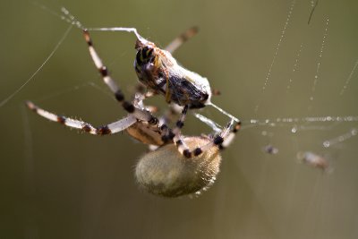 Araignée - Spider