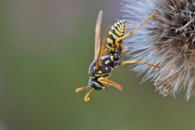 Gupe poliste - European Paper Wasp (Polistes dominula)