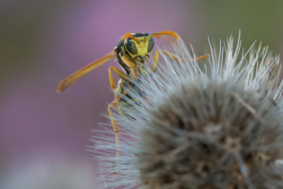 Gupe poliste - European Paper Wasp (Polistes dominula)