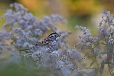 Bruant  gorge blanche / White-throated Sparrow