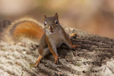 cureuil roux - Red Squirrel
