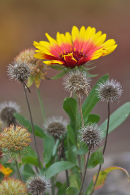 Gaillarde fanfare