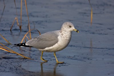 Goland  bec cercl (2e hiver) / Ring-billed Gull