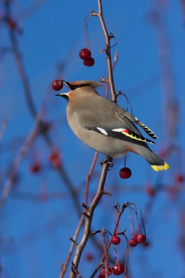 Jaseur boral - Bohemian Waxwing