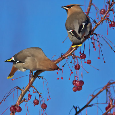 Jaseur boral - Bohemian Waxwing