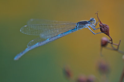 Demoiselle bleue