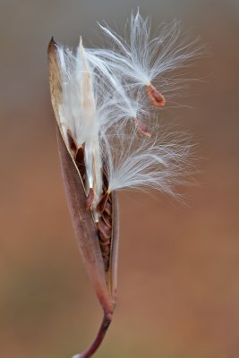Asclpiade - Milkweed
