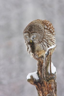 Hiboux - Owls