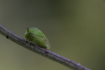 Cérèse buffle bison / Buffalo treehopper (Stictocephala bisonia)