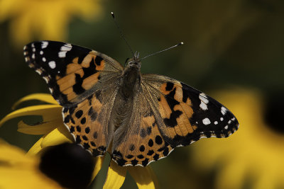 Belle dame / Painted Lady (Vanessa cardui)