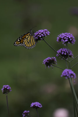 Monarque / Monarch butterfly (Danaus plexippus)