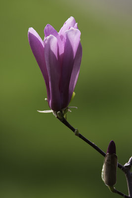 Magnolia (bourgeon floral)