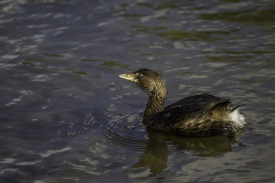 Grèbe à bec bigarré / Pied-billed Grebe (Podilymbus podiceps)