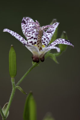 Tricyrtis velu / Hairy toadlily (Tricyrtis hirta)