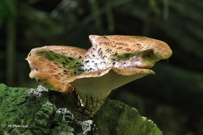 Polypore cailleux - Polyporus squamosus