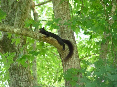 Black squirrel trying to hide