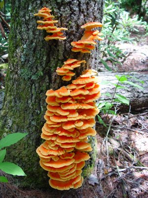 Edible Chicken of the woods fungus