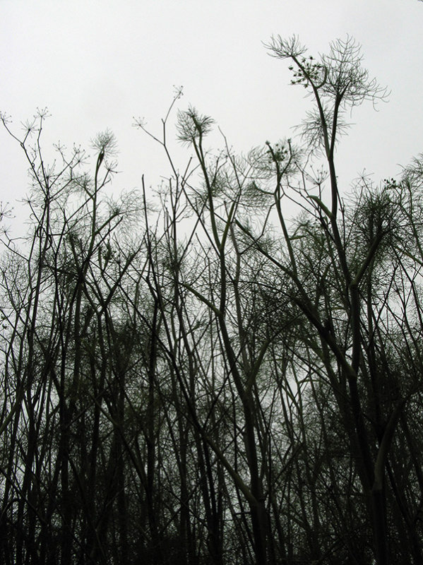 Wild Fennel0614