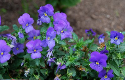 Blue violas<br />DSC_0923