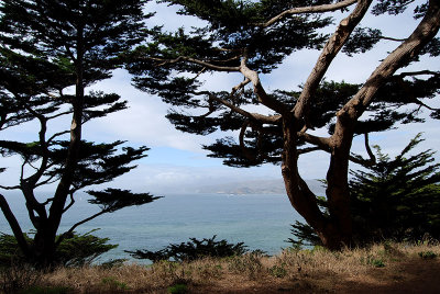 Marin Headlands through the trees0937.jpg