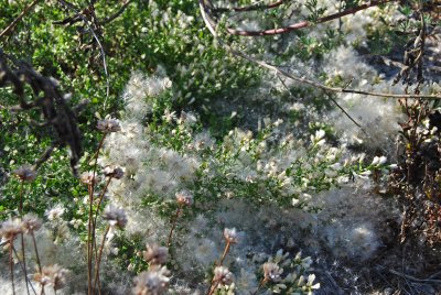 Like cotton lint, seeds of a native plant<br />0965.jpg