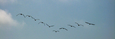 A wave of brown pelicans7673.jpg