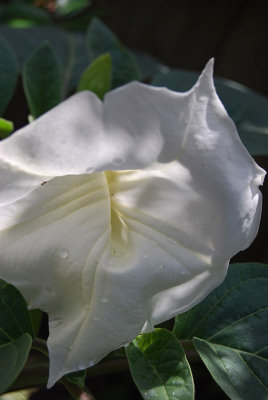 Datura blossom II<br />1796