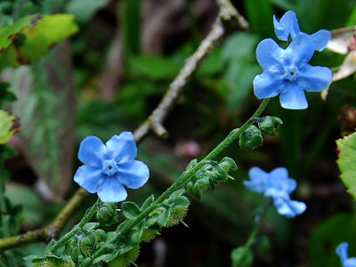 Forget-me-nots<br />1943cr